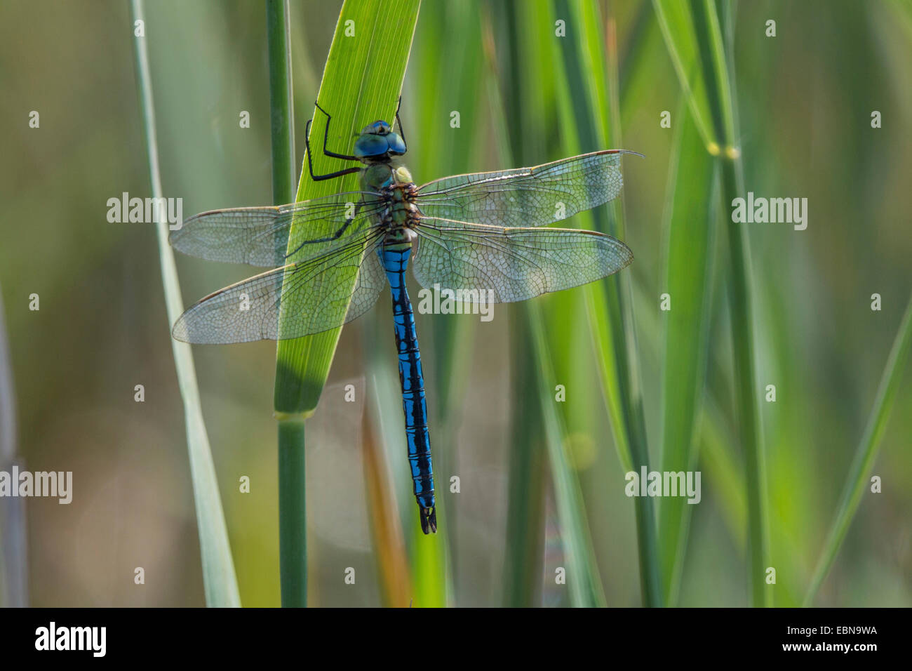 emperor dragonfly (Anax imperator), male, Germany, Bavaria Stock Photo