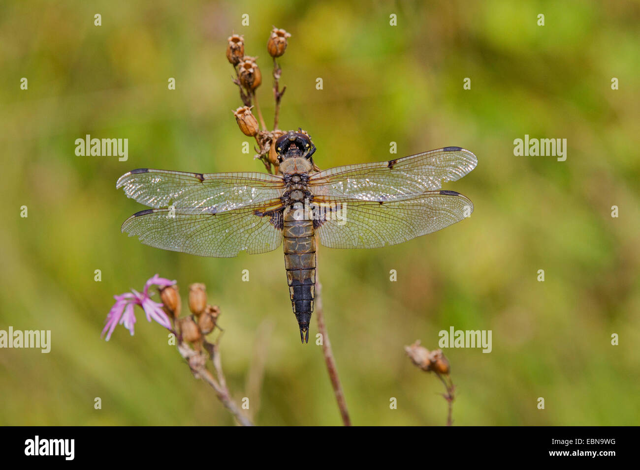 four-spotted libellula, four-spotted chaser, four spot (Libellula quadrimaculata), older female, Germany, Bavaria Stock Photo