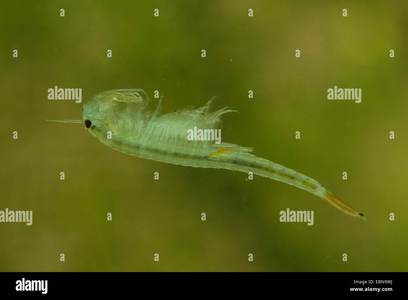 fairy shrimp (Branchipus stagnalis, Branchipus schaefferi), male Stock Photo