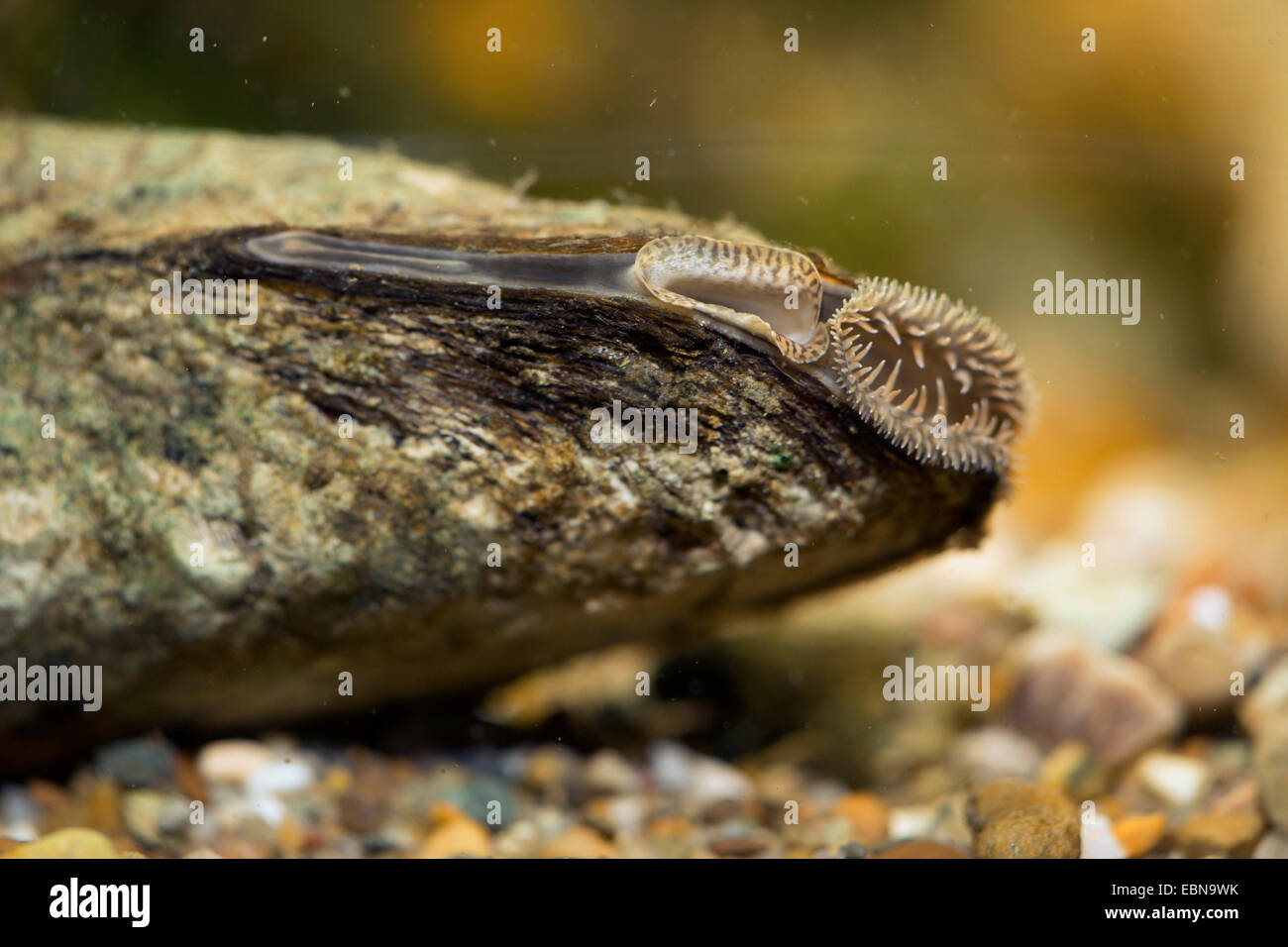 painter's mussel (Unio pictorum, Pollicepes pictorum), deatil, siphons for respiration and excretion Stock Photo
