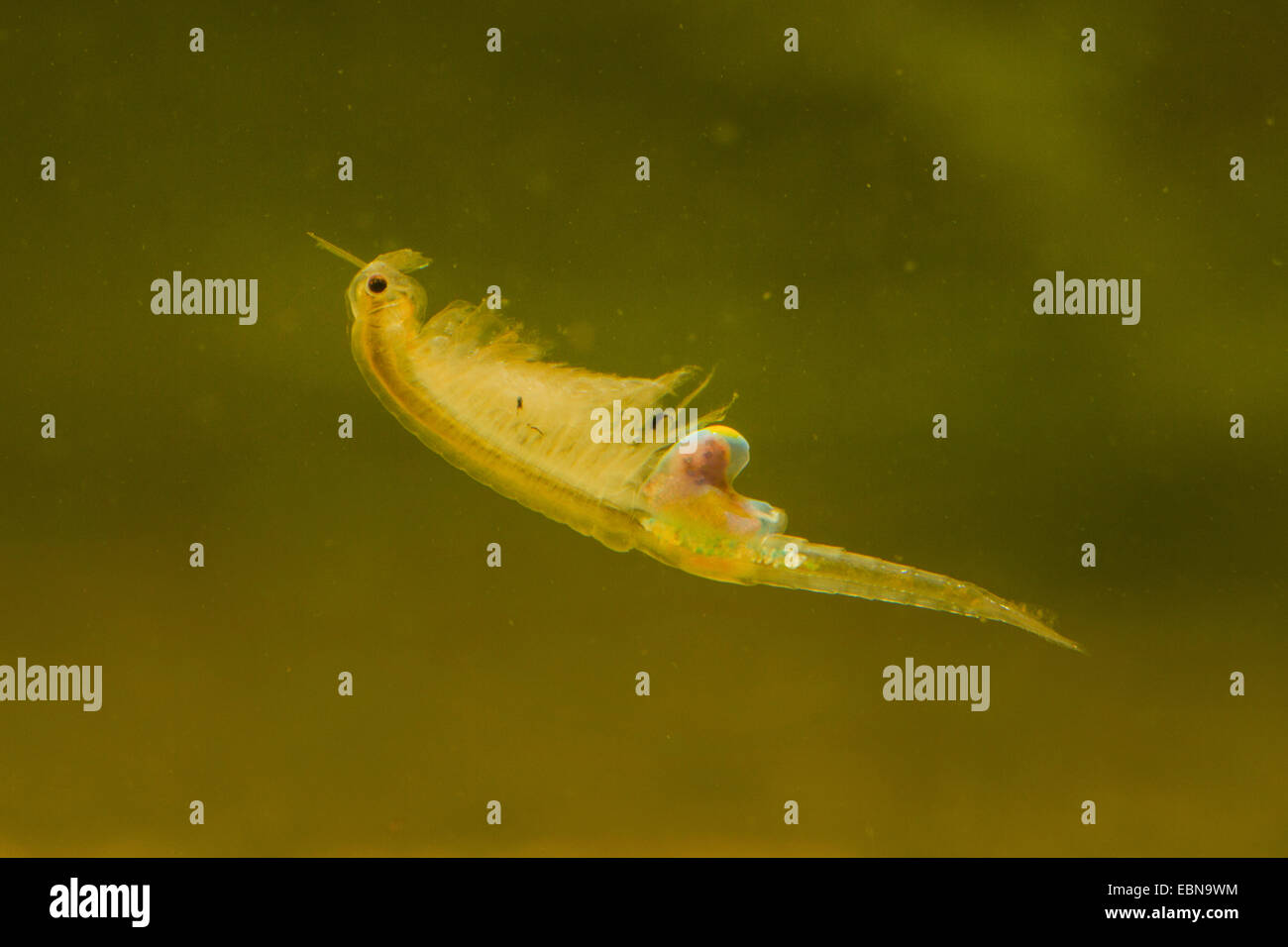 fairy shrimp (Branchipus stagnalis, Branchipus schaefferi), female swimming Stock Photo