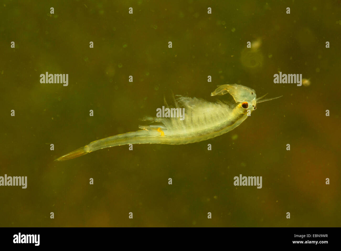 fairy shrimp (Branchipus stagnalis, Branchipus schaefferi), male swimming Stock Photo