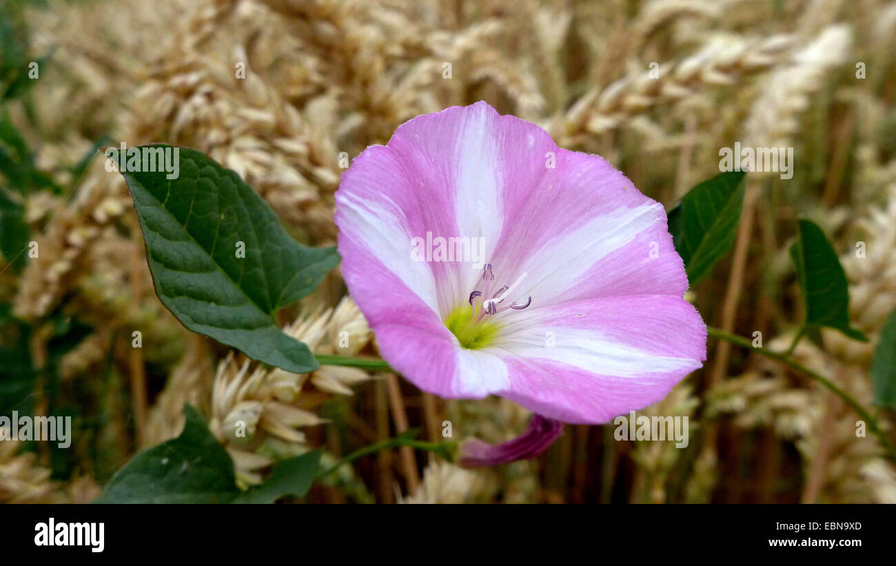 field bindweed, field morning-glory, small bindweed (Convolvulus arvensis), flower in grain field, Germany Stock Photo