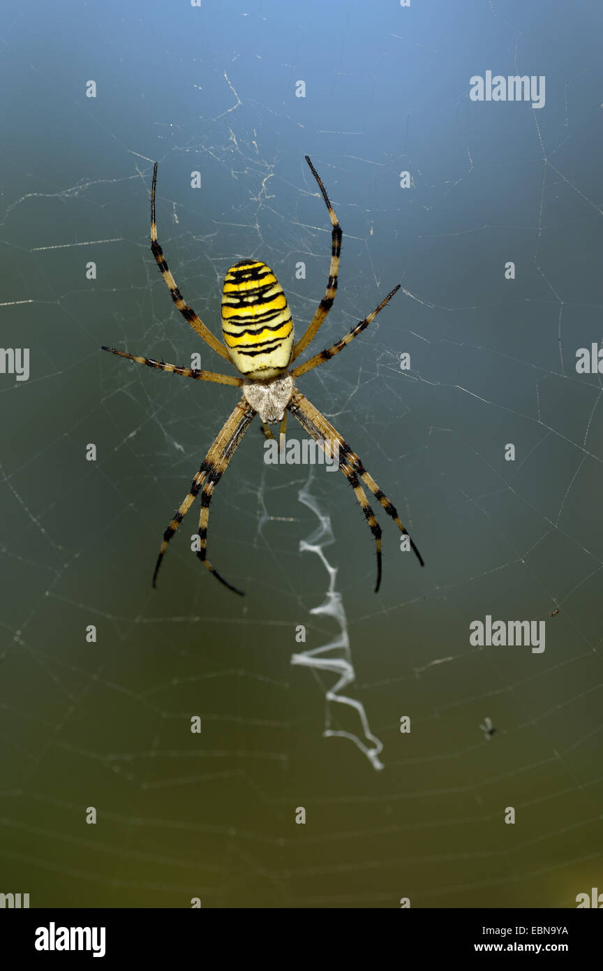 black-and-yellow argiope, black-and-yellow garden spider (Argiope bruennichi), sitting in its net, with stabilimentum, Germany, Bavaria Stock Photo