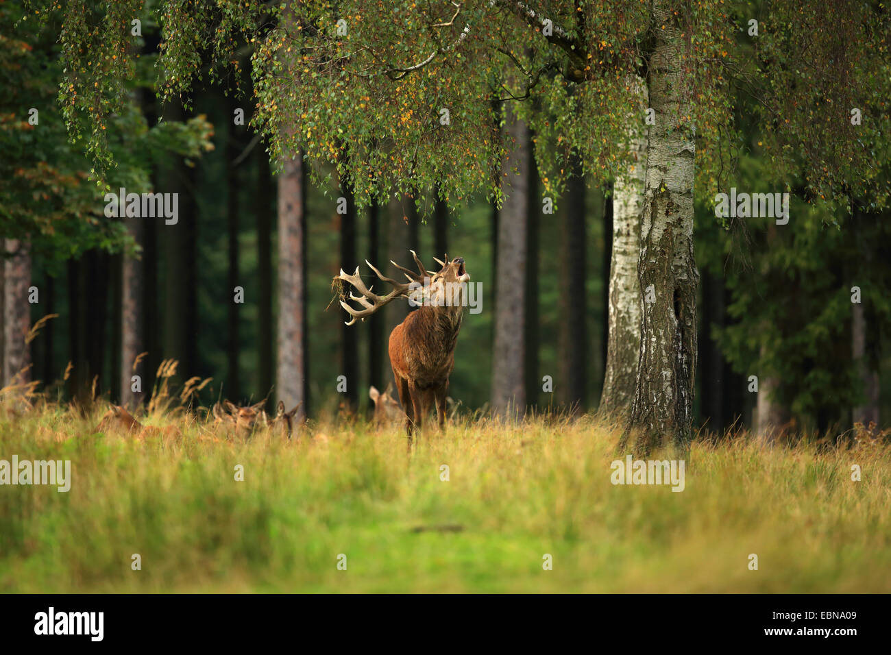 red deer (Cervus elaphus), roaring stag, Germany, Saxony Stock Photo