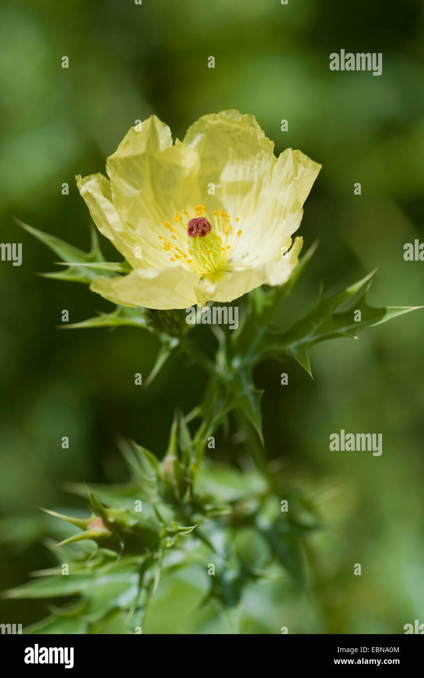 Mexican pricklepoppy, prickly poppy, Devil's fig, Devils fig, Mexican Poppy, Chicalote (Argemone mexicana), flower Stock Photo