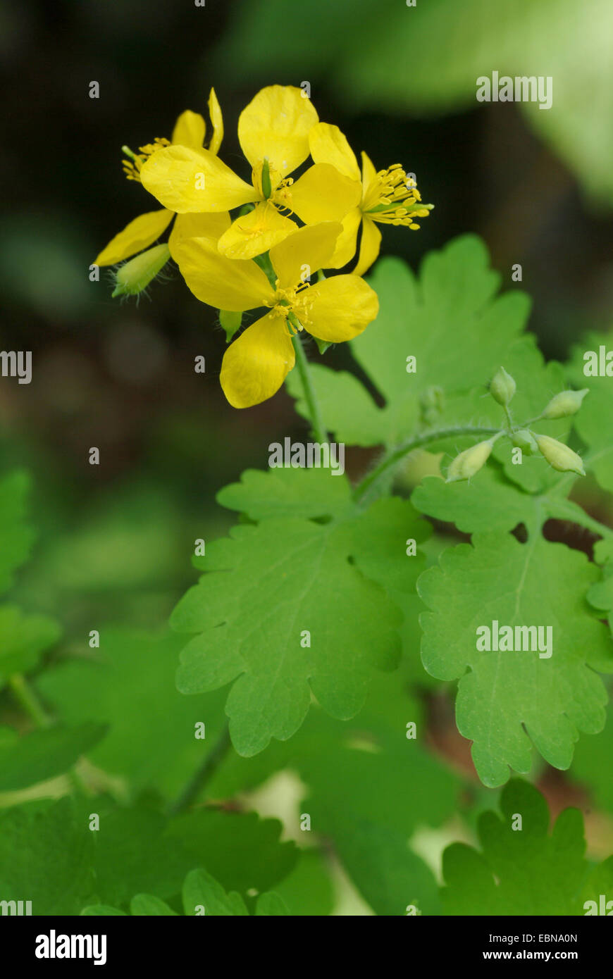 greater celandine (Chelidonium majus), blooming, Germany Stock Photo