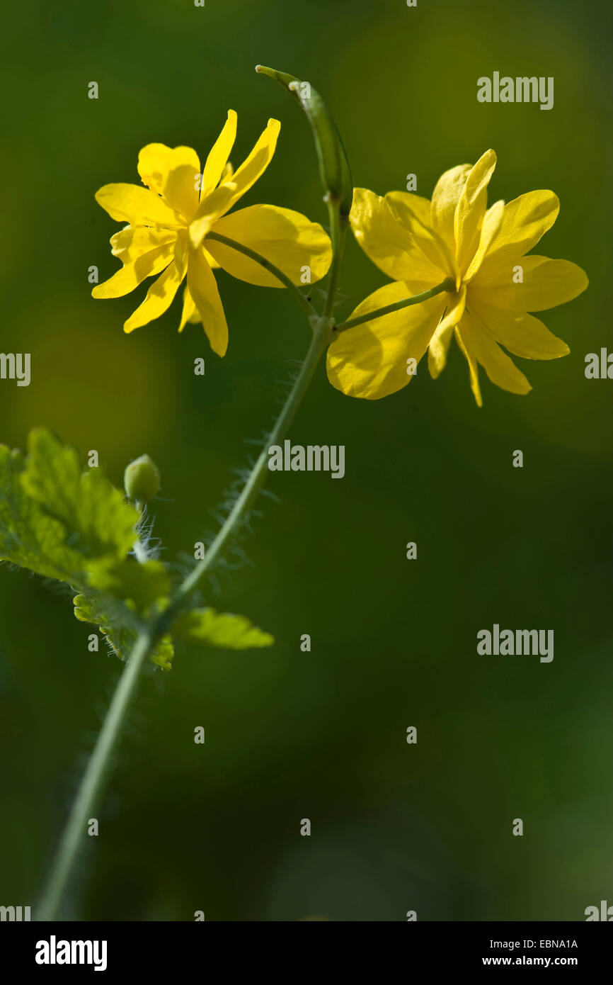 greater celandine (Chelidonium majus), blooming, Germany Stock Photo