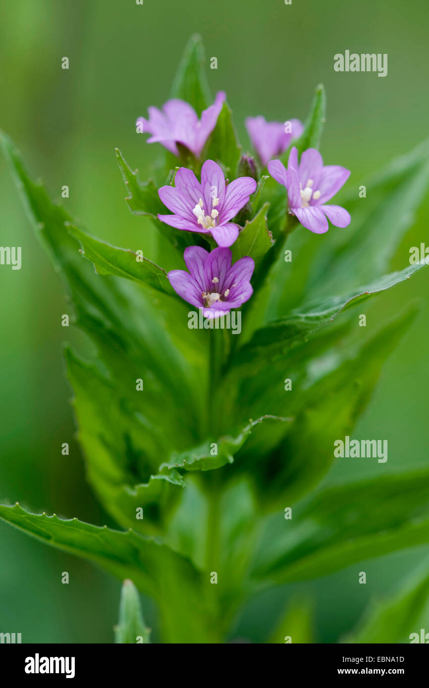 willow-herb, willow-weed (Epilobium alpestre), blooming, Germany Stock Photo