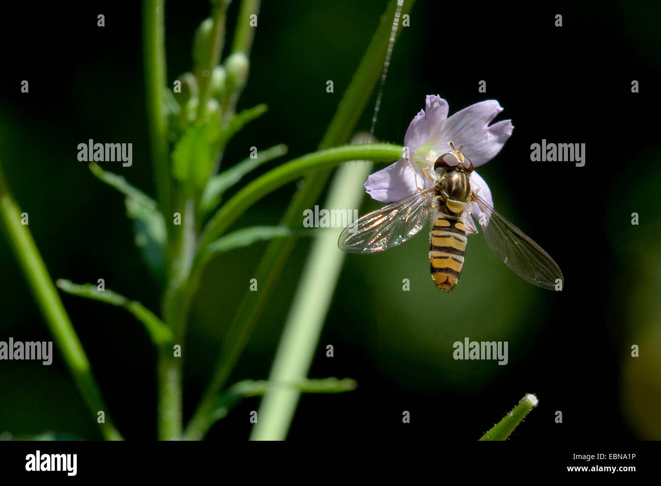 hoary willow-herb, small-flowered hairy willow-herb (Epilobium parviflorum), flower with Episyrphus balteatus, Germany Stock Photo