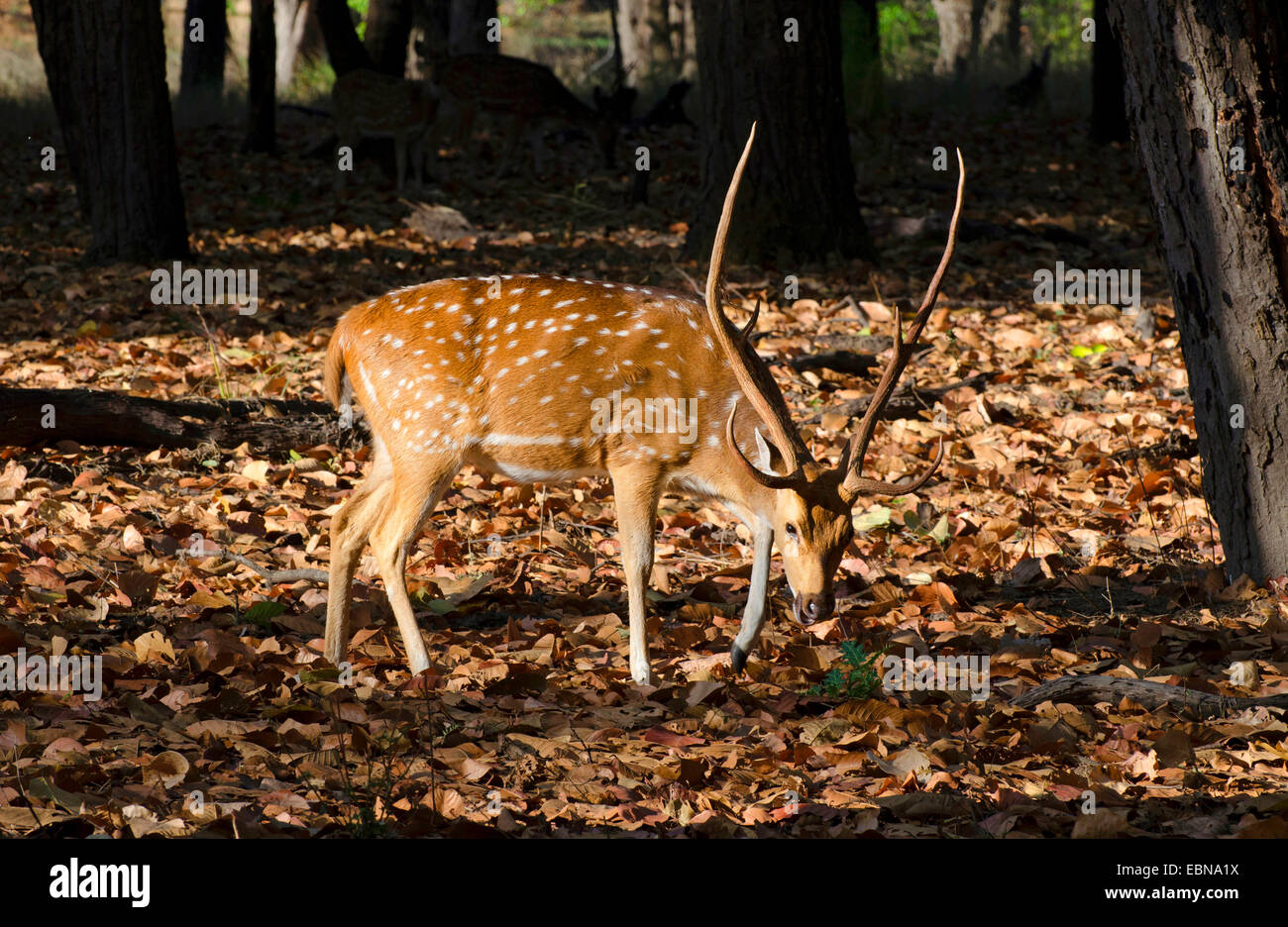 spotted deer, axis deer, chital (Axis axis, Cervus axis), stag on the