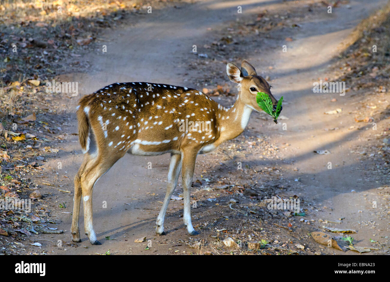 spotted deer, axis deer, chital (Axis axis, Cervus axis), female