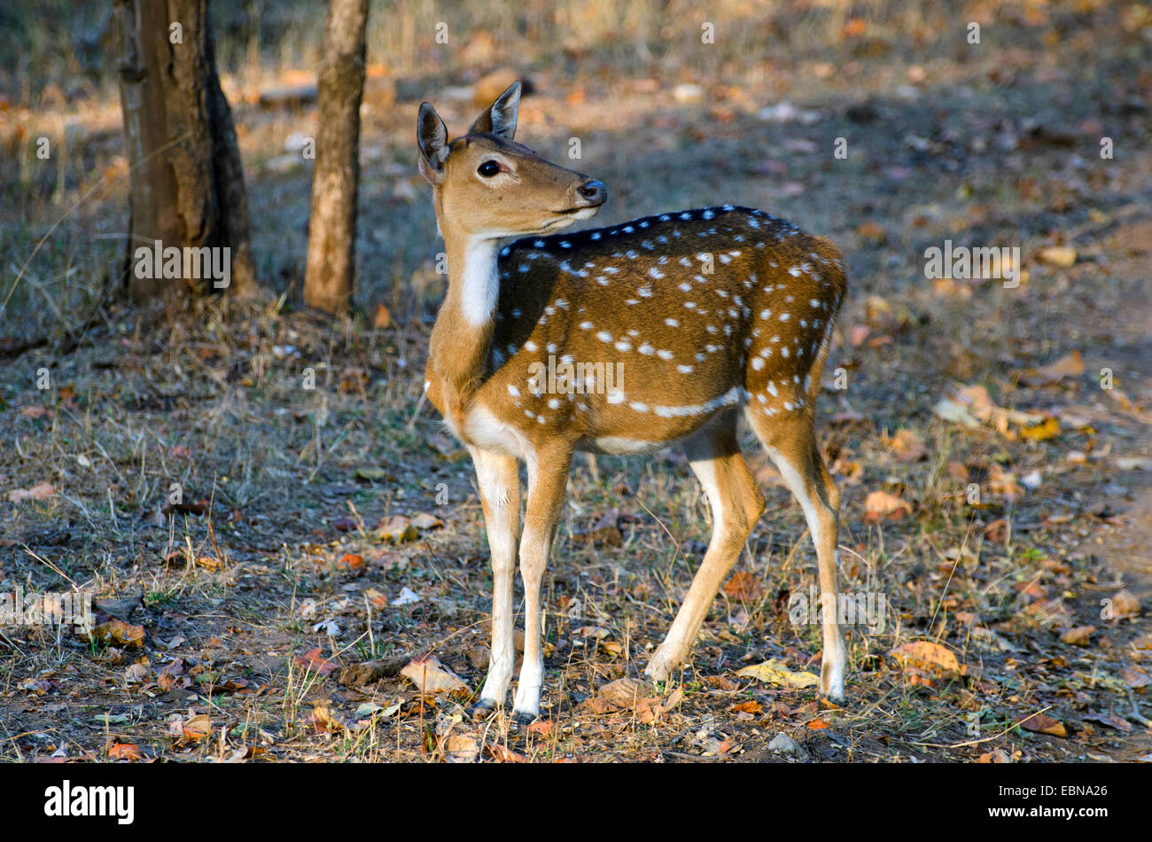 spotted deer, axis deer, chital (Axis axis, Cervus axis), female