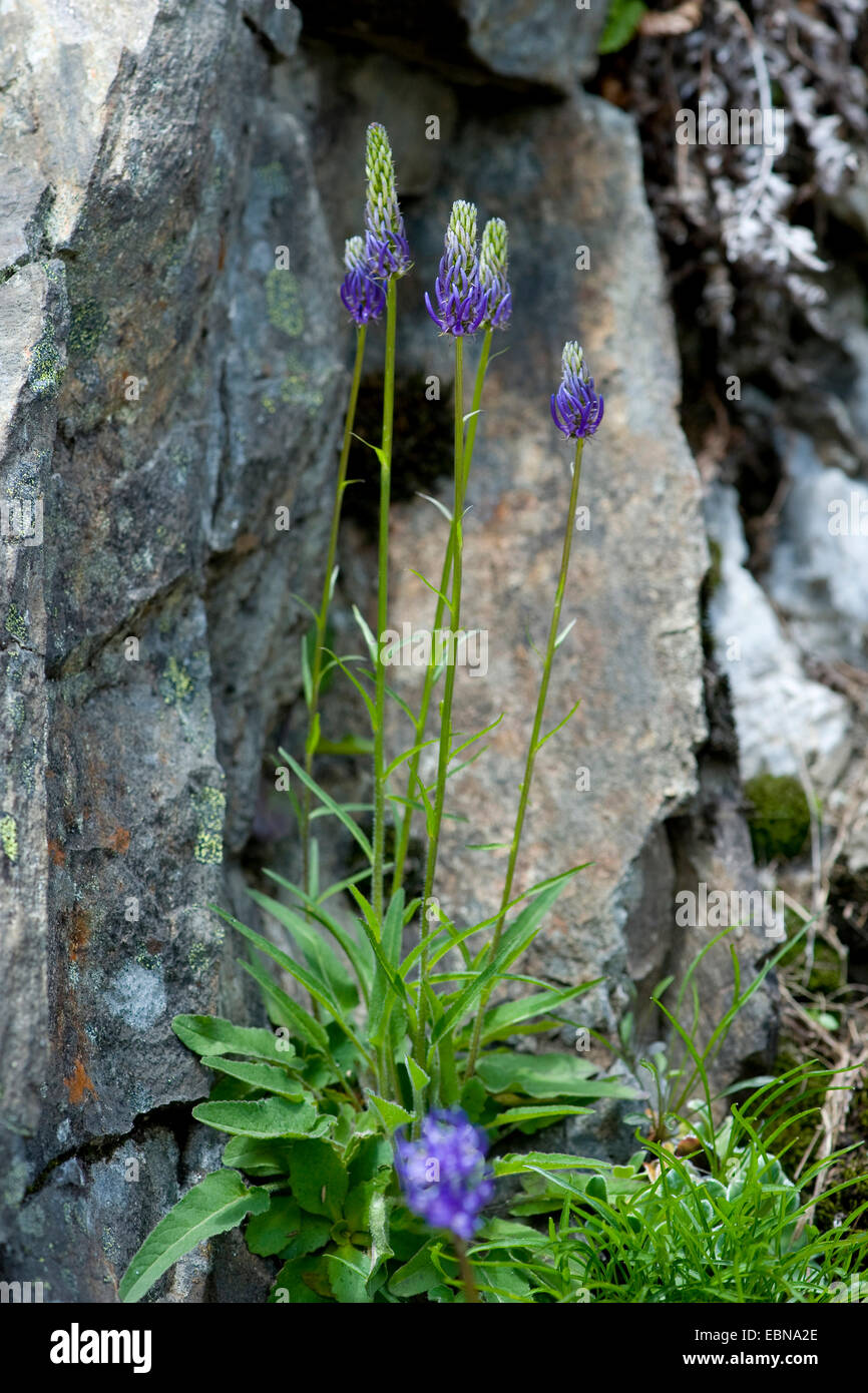 Betonica-Leaved Rampion (Phyteuma betonicifolium), blooming, Switzerland Stock Photo