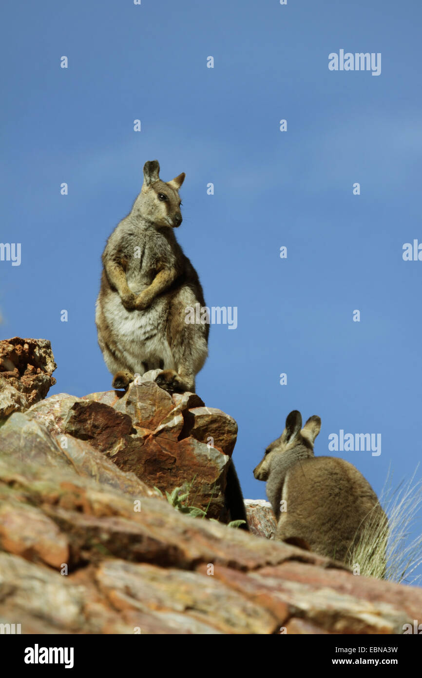 Black-footed rock wallaby (Petrogale lateralis), two Black-footed rock wallabies facing one another, Australia, Northern Territory, Western MacDonnell Ranges Stock Photo