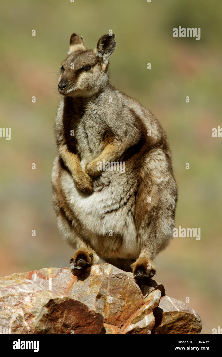 Black-footed rock wallaby (Petrogale lateralis), sitting on a rock, Australia, Northern Territory, Western MacDonnell Ranges Stock Photo