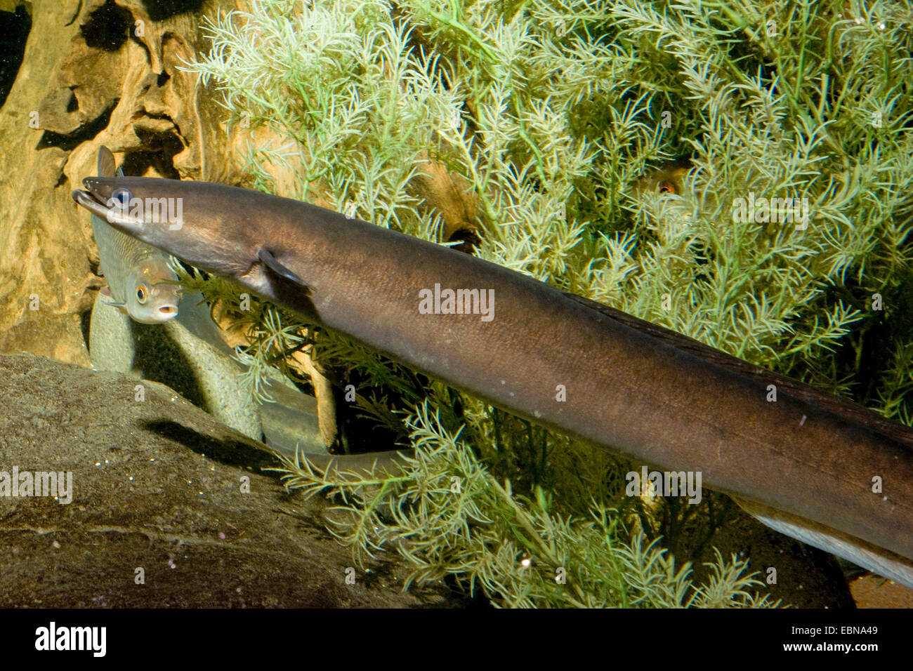 eel, European eel, river eel (Anguilla anguilla), swimming, Germany Stock Photo