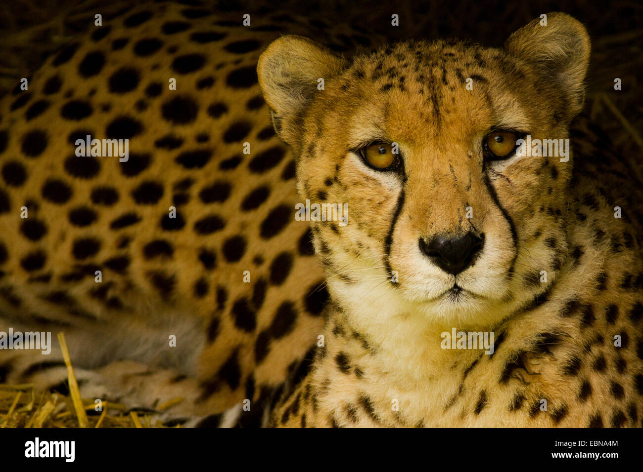 Face of a North African Cheetah at Chester Zoo. Stock Photo