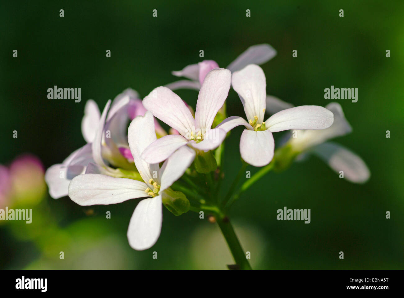 Bearing flowers hires stock photography and images Alamy