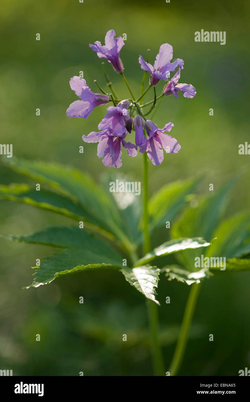 Showy toothwort (Cardamine pentaphyllos), flowering, Germany Stock Photo