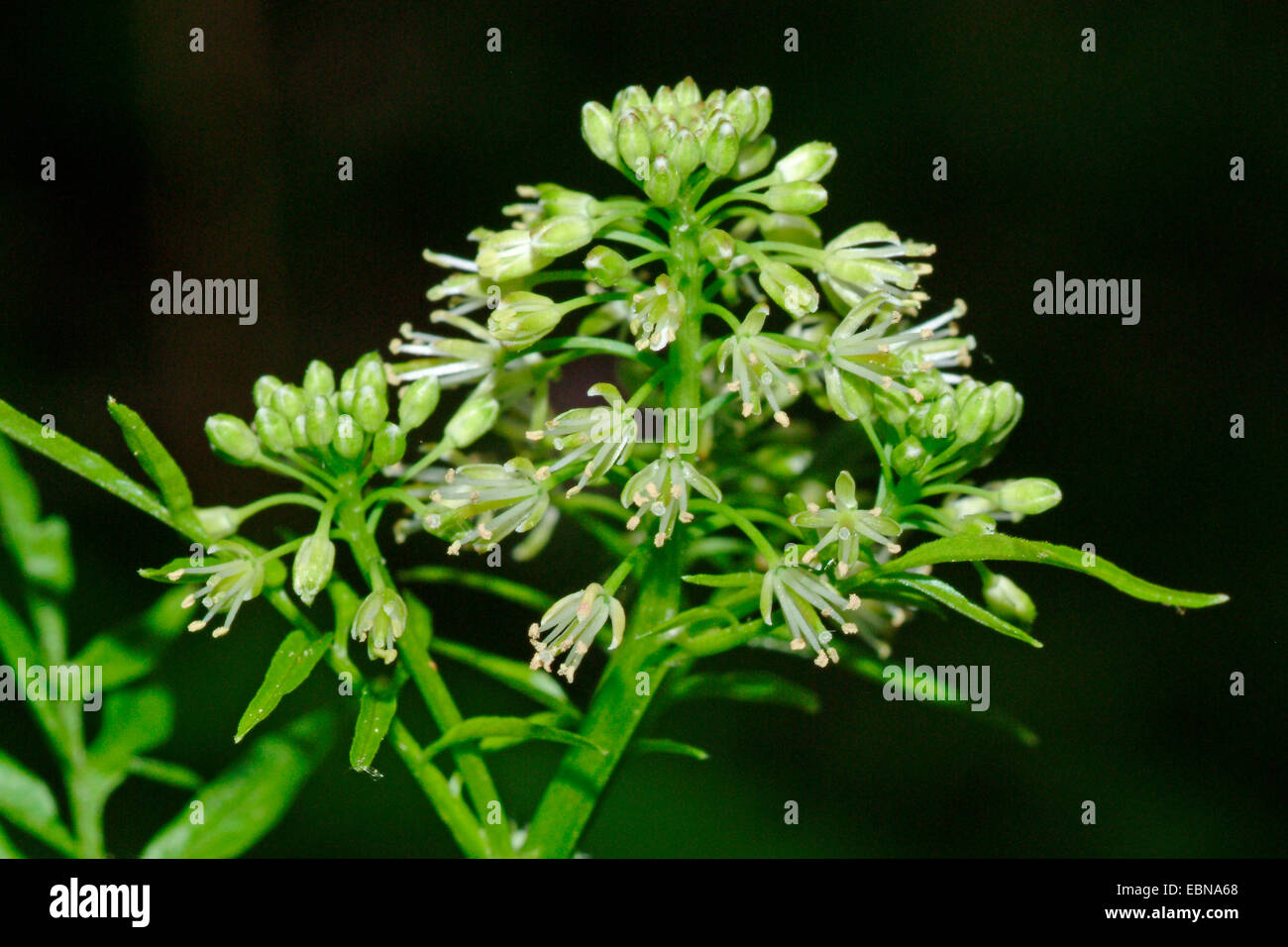 Narrow-leaved bitter-cress, Touch-me-not bitter-cress (Cardamine impatiens), inflorescence, Germany Stock Photo
