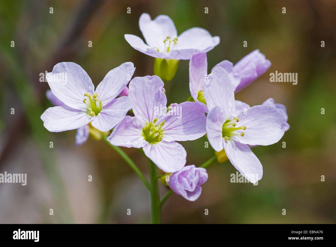Bog Pink, Cuckoo Flower, Lady's Smock, Milkmaids (Cardamine pratensis ...