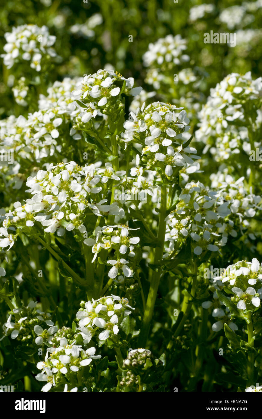 common scurvy grass (Cochlearia officinalis), blooming, Germany Stock ...