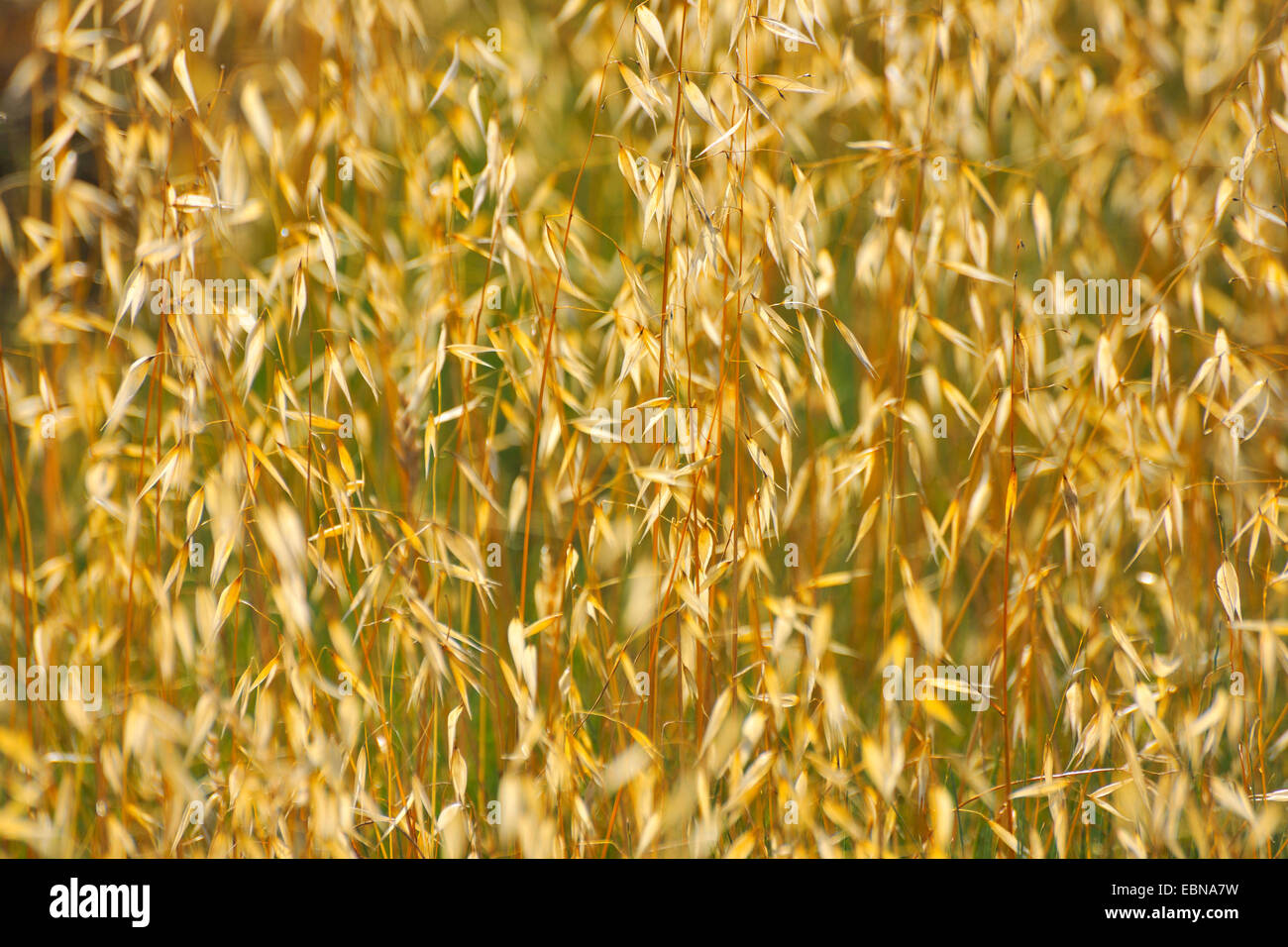 cultivated oat, common oat (Avena sativa), oat in the summer, Italy, Tuscany Stock Photo