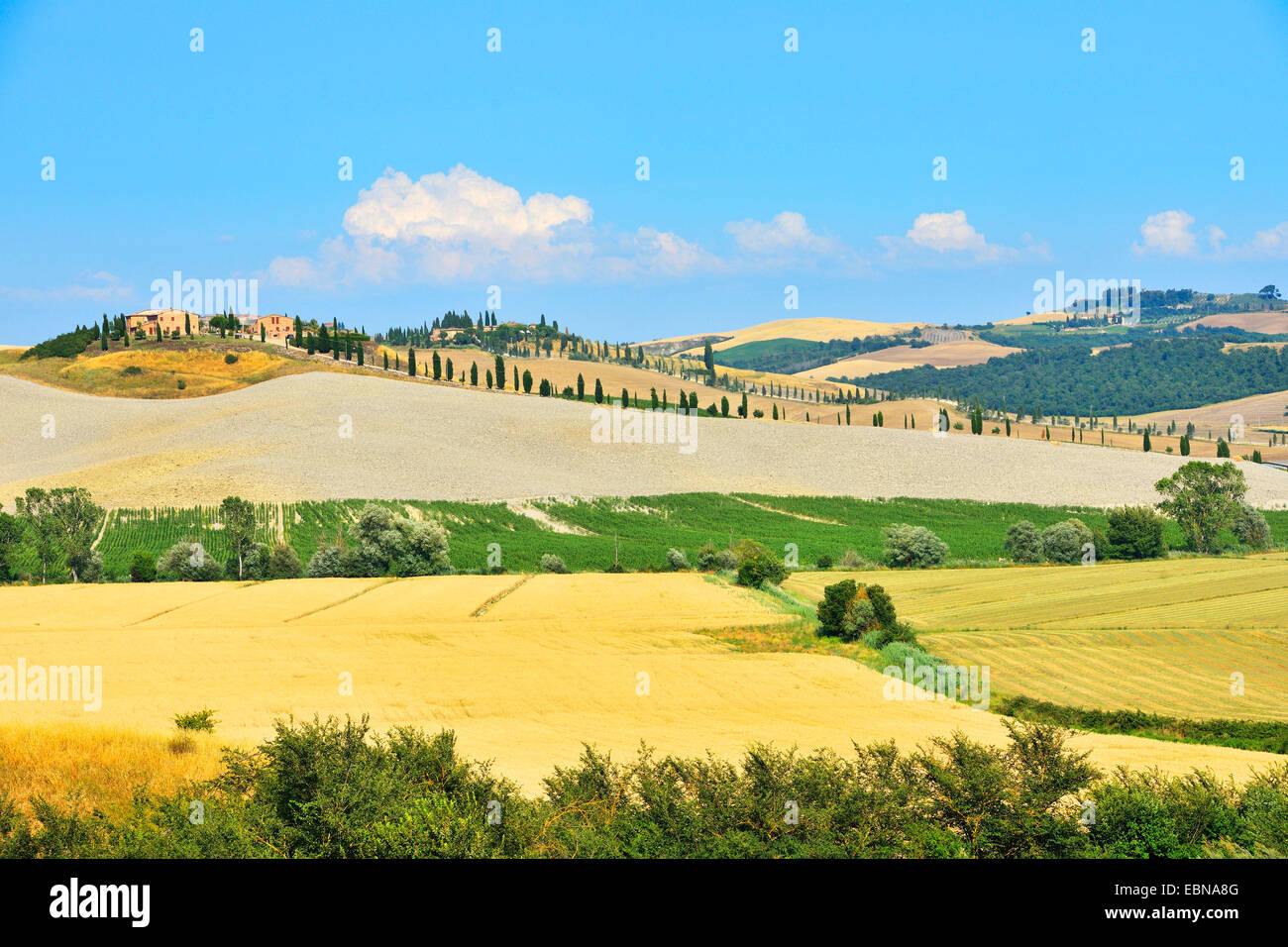 hilly countryside in the summer, Italy, Tuscany, Siena, Asciano Stock Photo