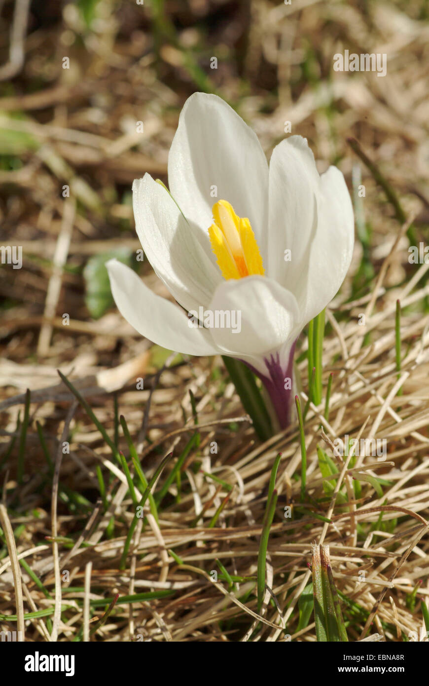 White crocus, Spring crocus (Crocus vernus ssp. albiflorus, Crocus albiflorus), blooming, Germany Stock Photo