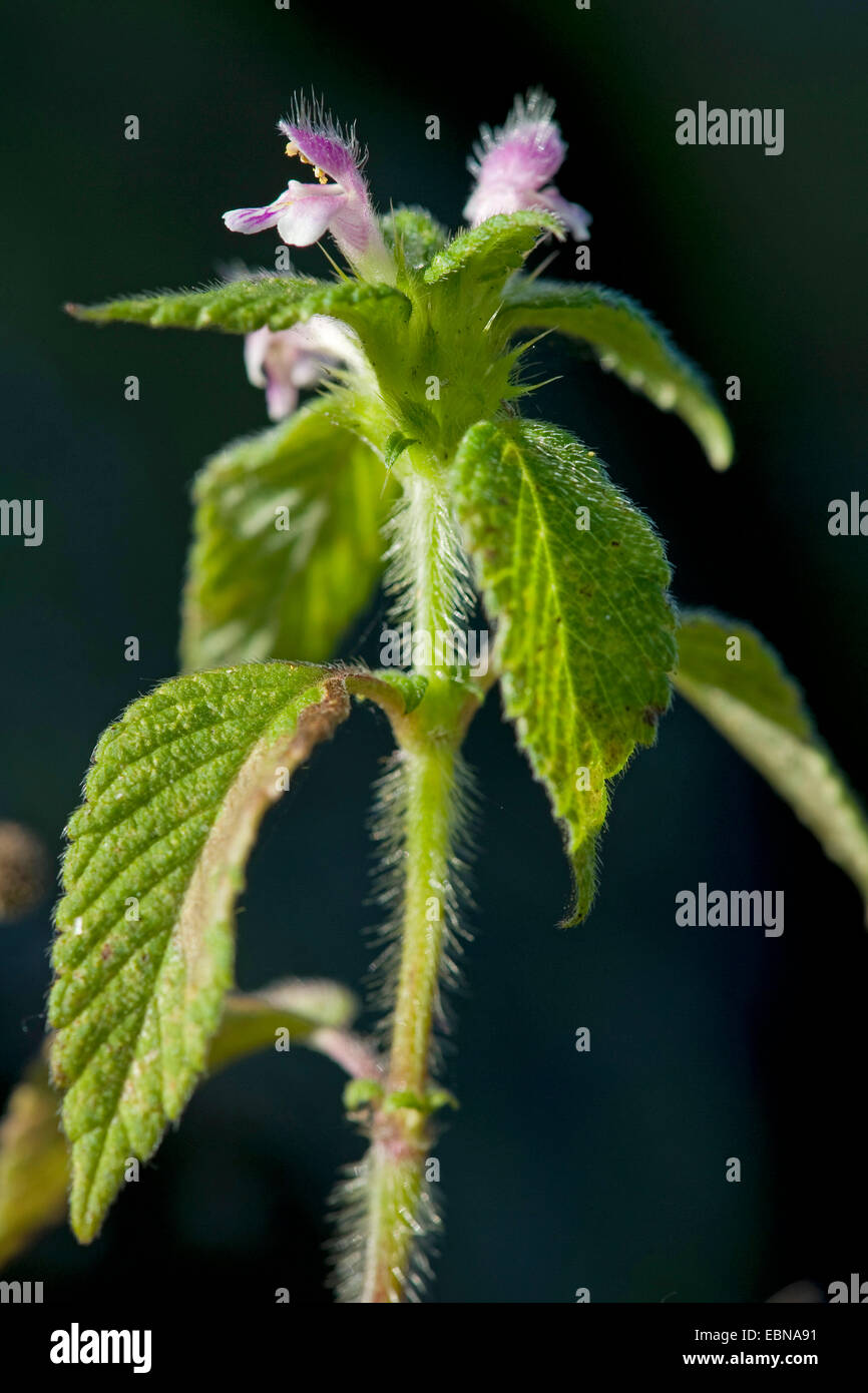Downy Hemp-Nettle, Downy Hemp Nettle (Galeopsis pubescens), blooming, Germany Stock Photo