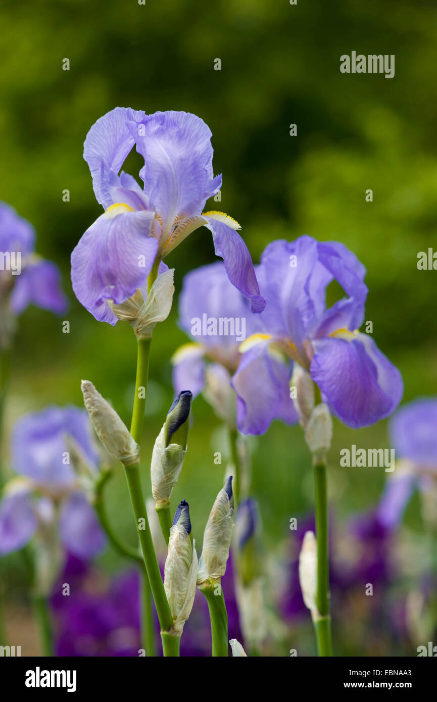 Sweet iris, Dalmatian iris (Iris pallida, Iris germanica ssp. pallida), flowers Stock Photo