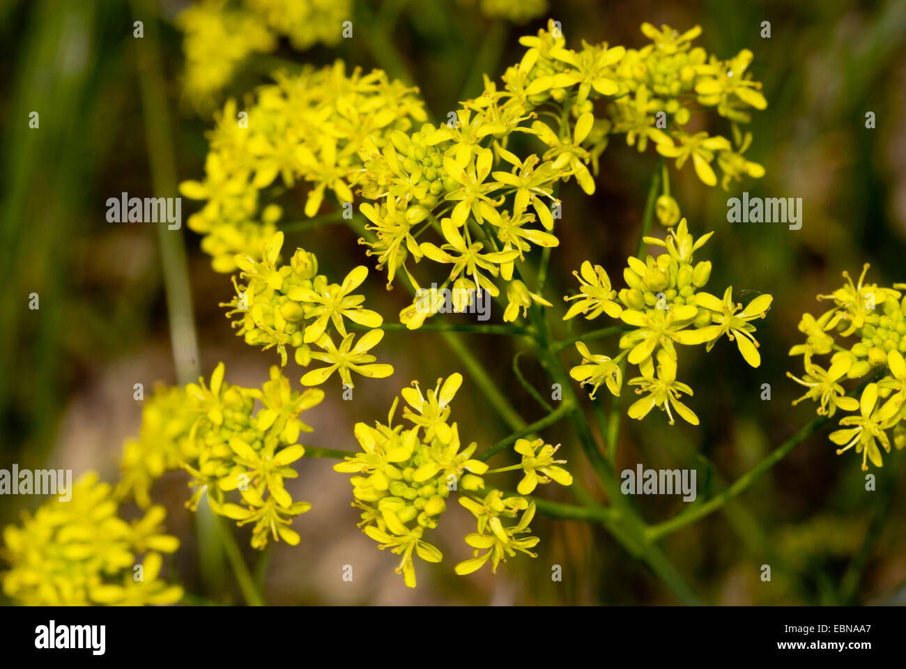 dryer's woad (Isatis tinctoria), blooming, Germany Stock Photo
