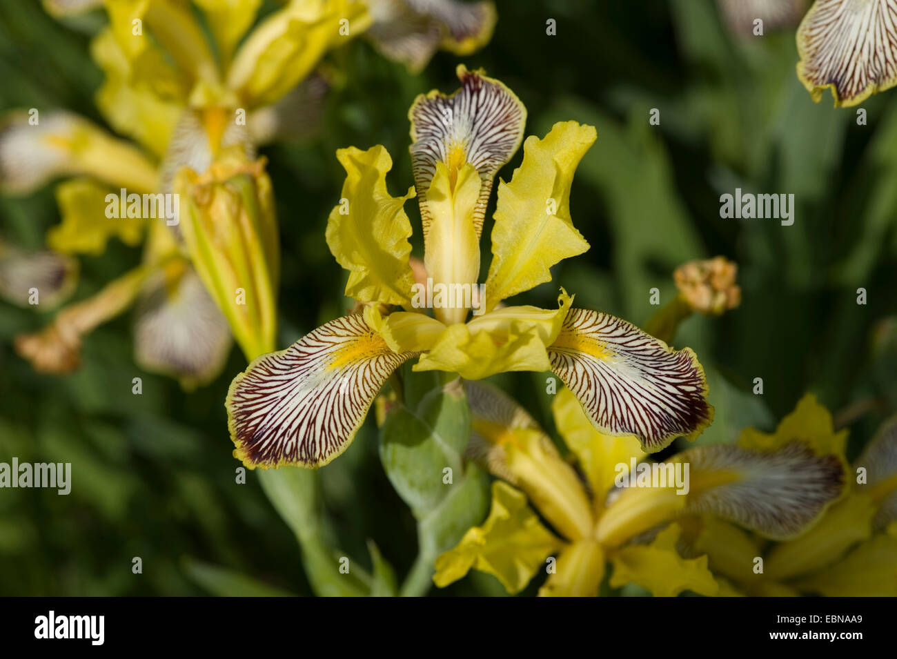 Variegated Iris High Resolution Stock Photography and Images - Alamy