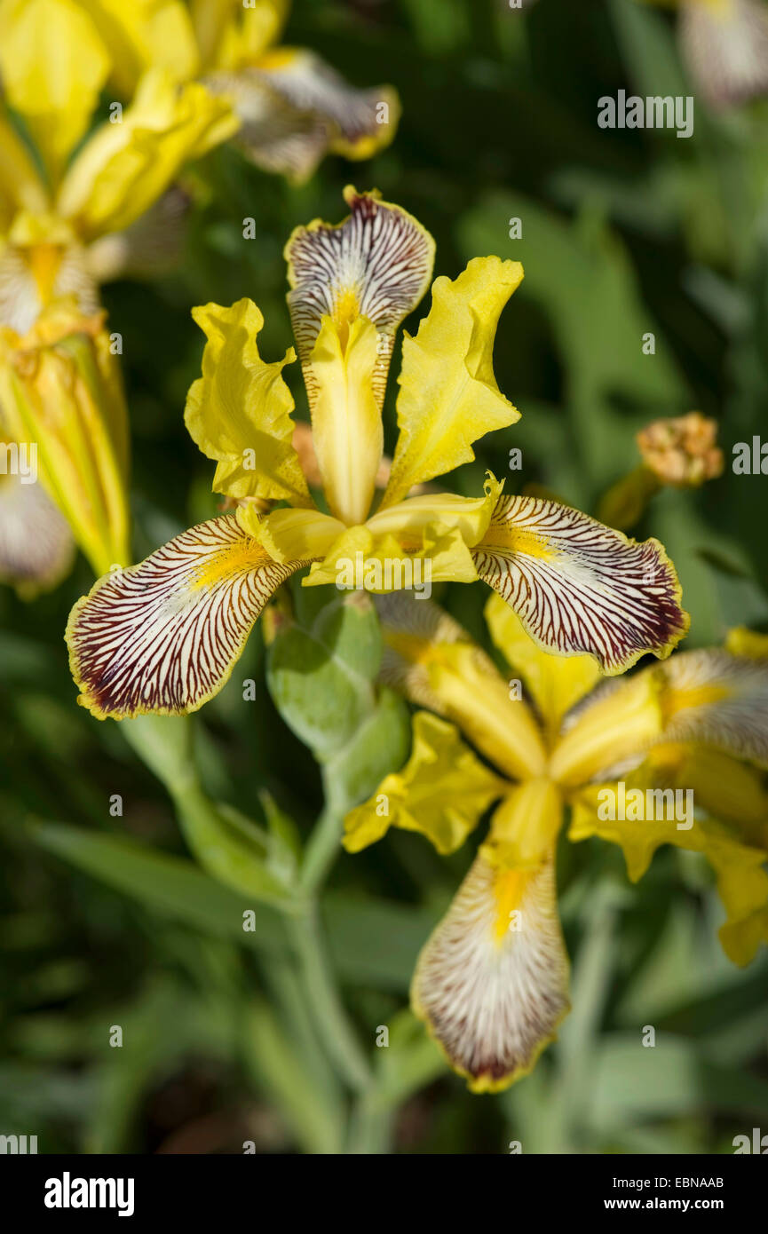 variegated iris (Iris variegata), blooming Stock Photo