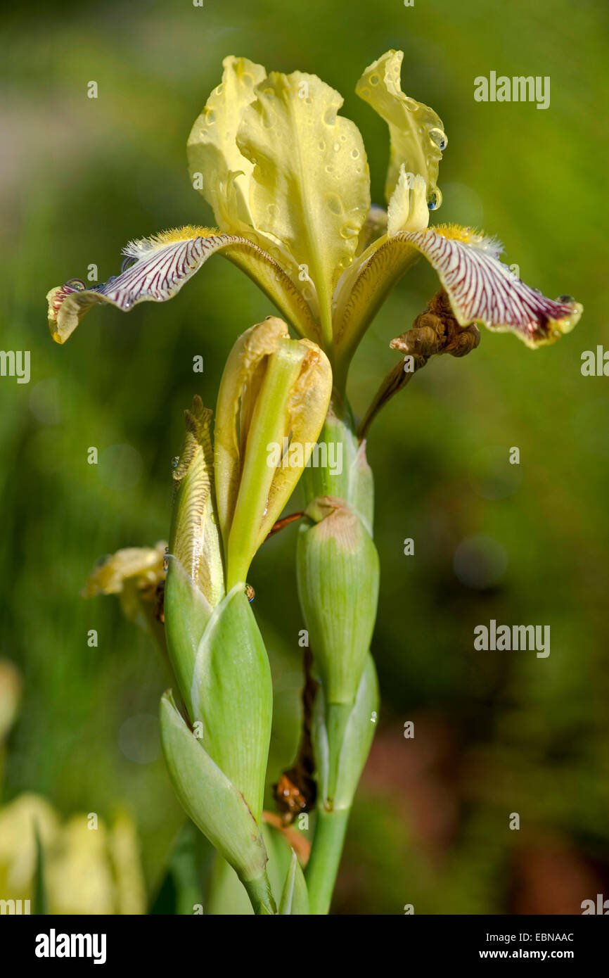 variegated iris (Iris variegata), blooming Stock Photo