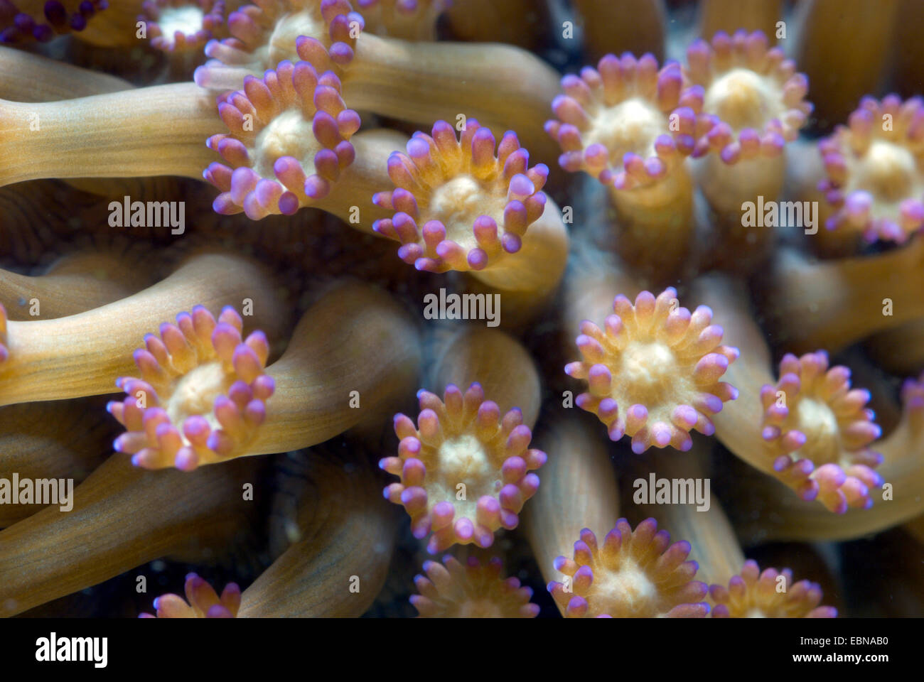 Flower Pot coral (Goniopora spec.), macro shot Stock Photo