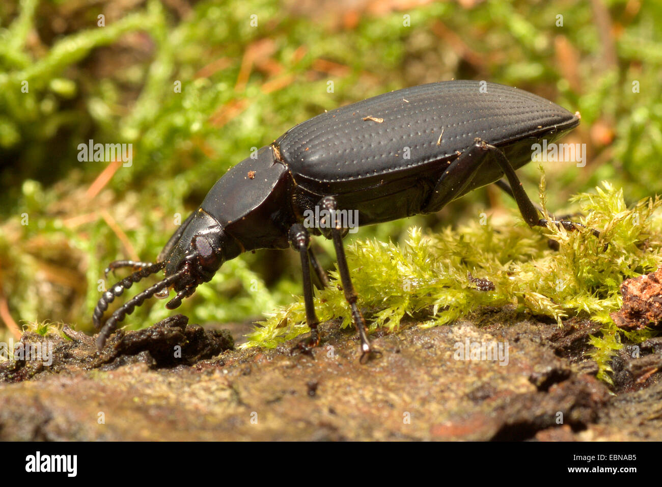 Kingworm, Superworm, Darkling Beetle (Zophobas morio), side view Stock Photo
