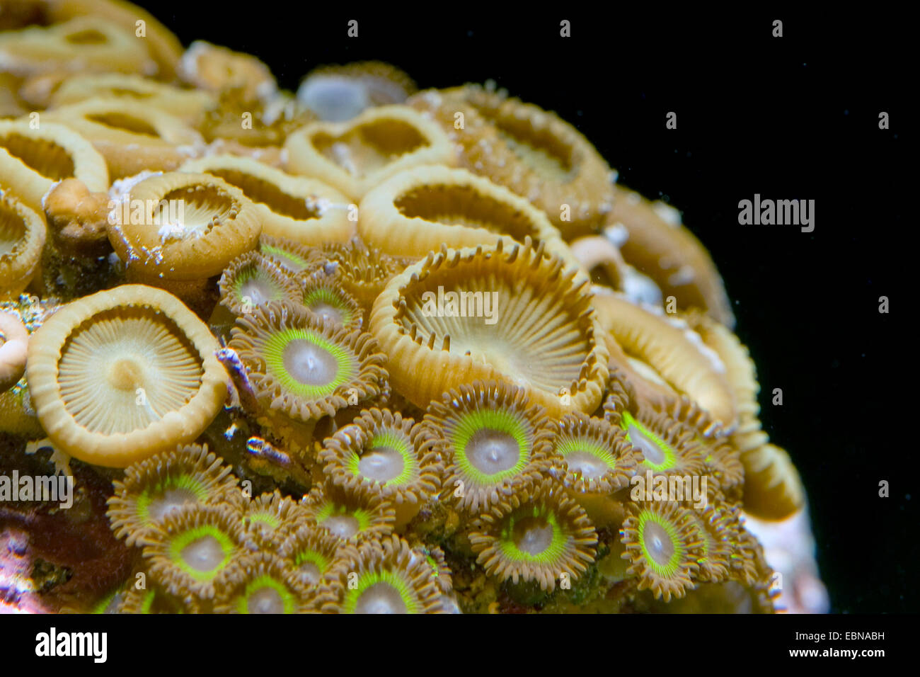 Sea Mat (Palythoa spec.), close-up view Stock Photo