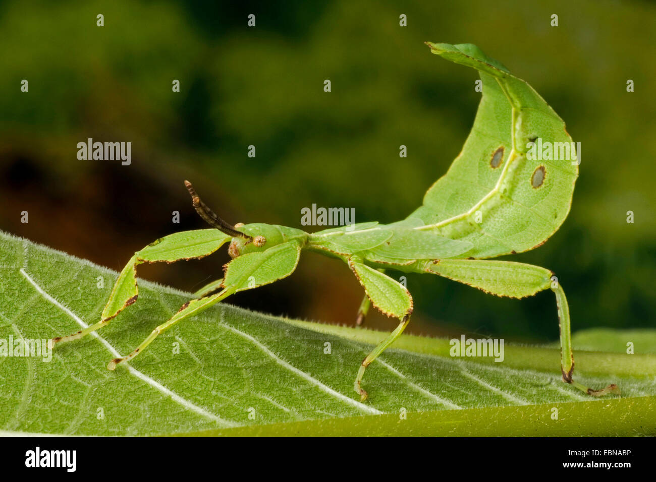 Leaf-Insect, leaf insect (Phyllium celebicum), on a leaf Stock Photo