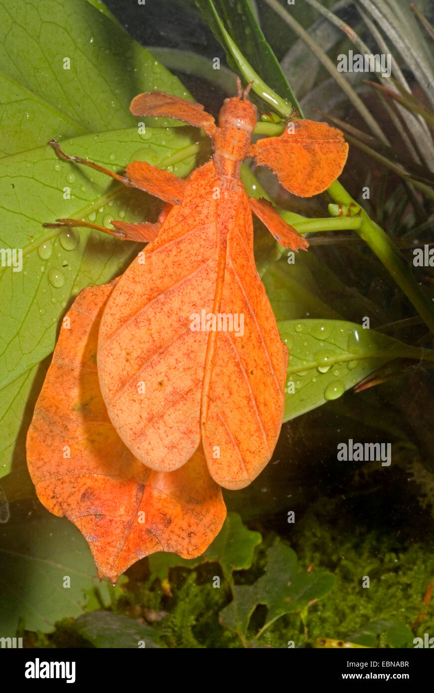 Leaf-Insect, leaf insect (Phyllium pulchrifolium), browm Laef-Insect on green leaf Stock Photo