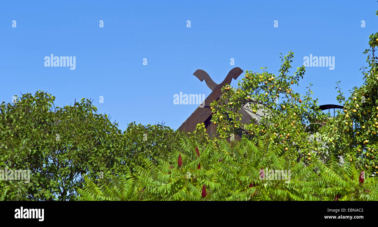 staghorn sumach, stag's horn sumach (Rhus hirta, Rhus typhina), roof of a farm with crossed horse�s heads, in the foreground staghorn sumach and pear tree, Germany, Mecklenburg-Western Pomerania, Usedom, Gnitz Stock Photo