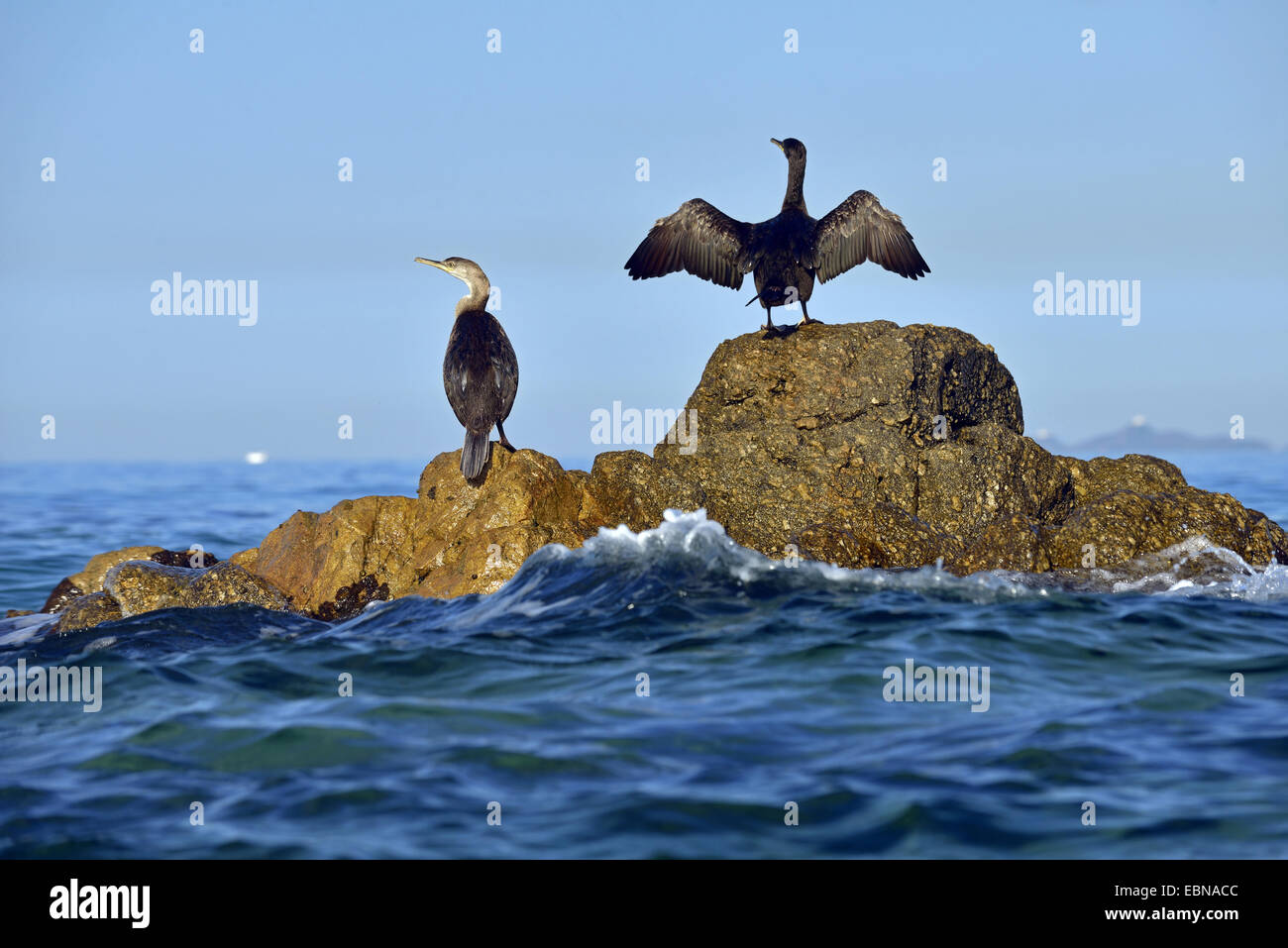 Cormorants on a rock in the water drying their plumages hires stock