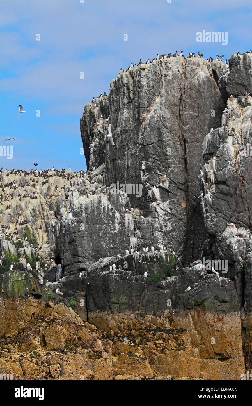 bird rock at Farne Islands, United Kingdom, England, Farne Islands Stock Photo