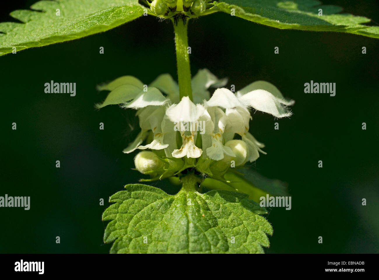 white dead-nettle, white deadnettle (Lamium album), whorl of flowers, Germany Stock Photo