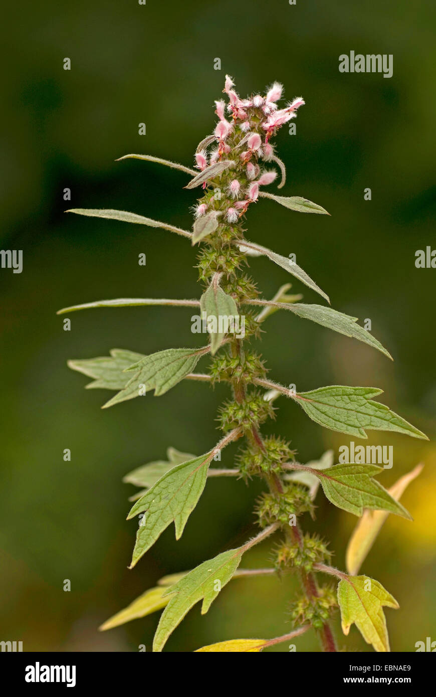 Motherwort, Throw-wort, Lion's Ear, Lion's Tail (Leonurus cardiaca), blooming, Germany Stock Photo