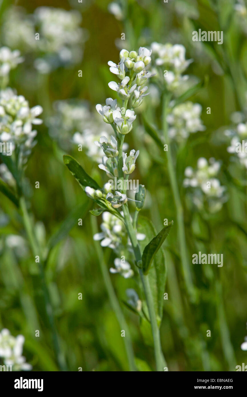 Cress, Curled Peppercress or Garden Cress (Lepidium sativum