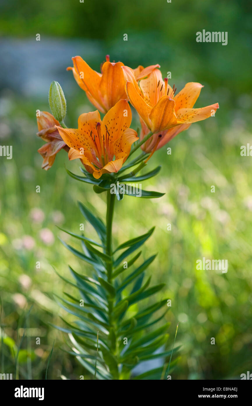 orange lily (Lilium bulbiferum), blooming, Germany Stock Photo - Alamy