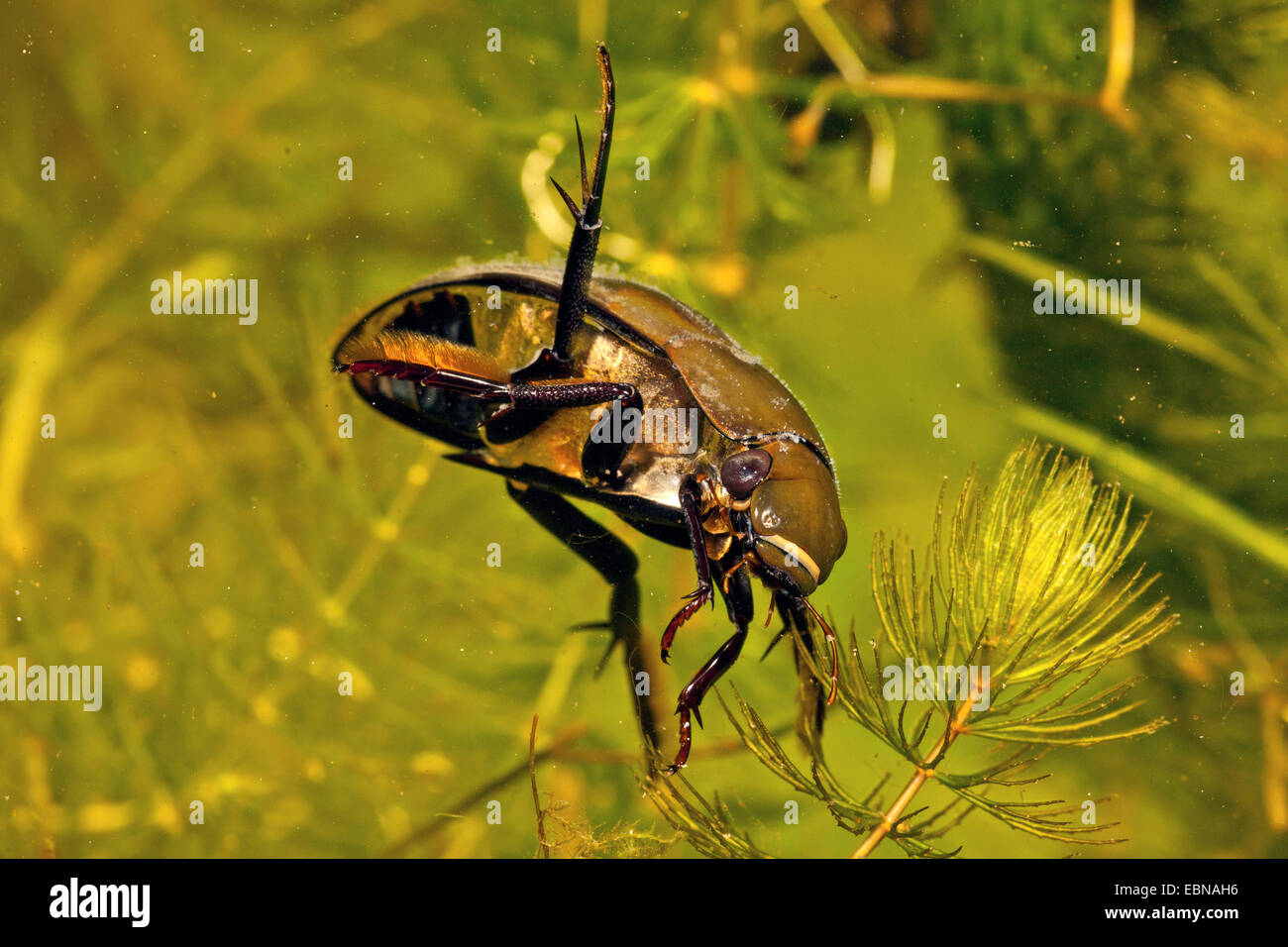 great black water beetle, great silver water beetle, greater silver