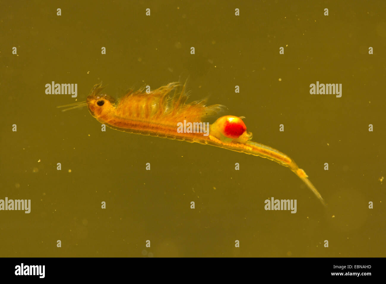 fairy shrimp (Tanymastix stagnalis), swimming female, Germany, Bavaria, Lake Chiemsee Stock Photo